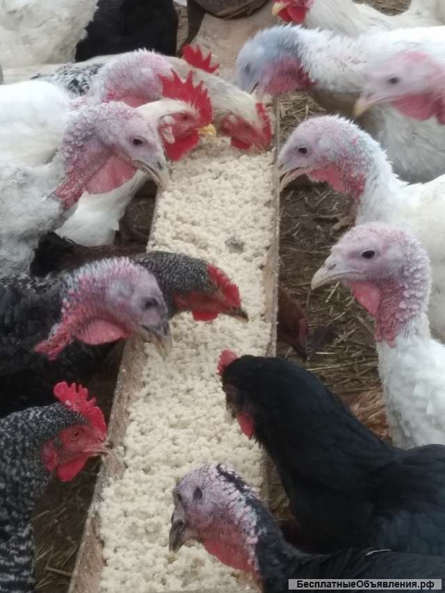 Скорлупа яичная дробленая