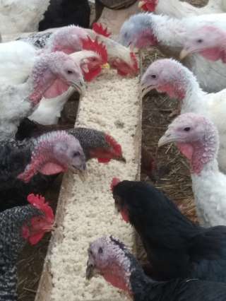 Скорлупа яичная дробленая