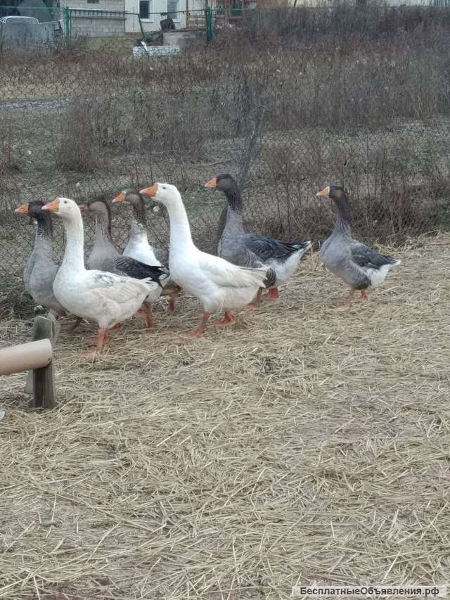 Гусиный жир