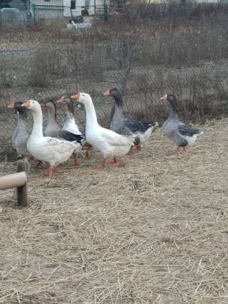 Гусиный жир