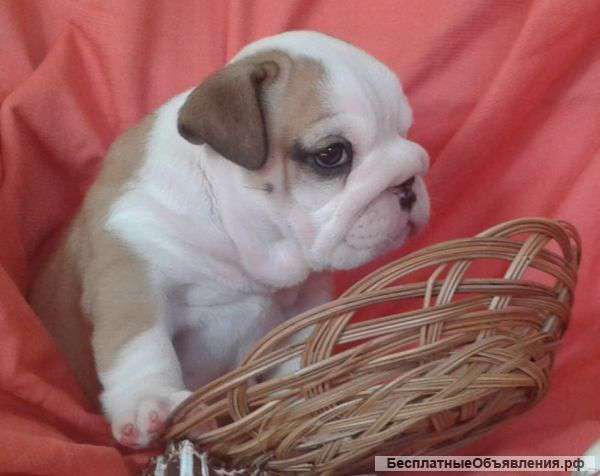 Бриана Латиша Тиффани