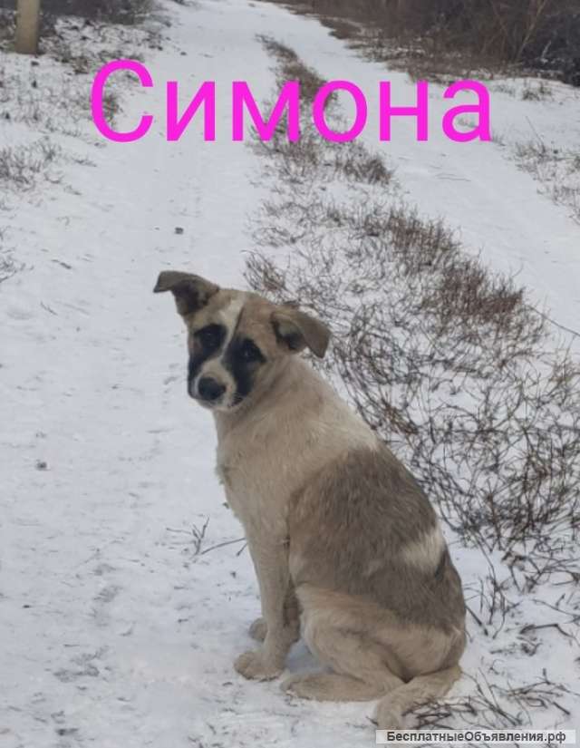 Щенки-охранники