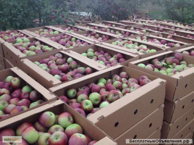 Яблоки напрямую от фермера Беларуси