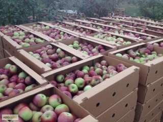 Яблоки напрямую от фермера Беларуси