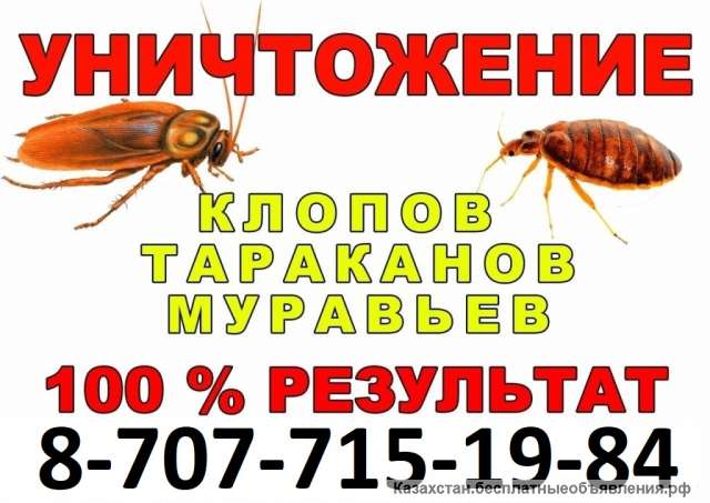 Уничтожeниe клопов, тapaканов, муравьёв, блох, мышeй, крыc, клещей, и дpугих нaсекомыx и грызунов в