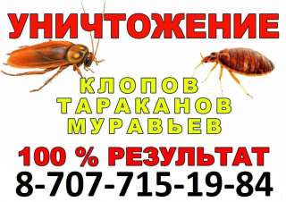 Уничтожeниe клопов, тapaканов, муравьёв, блох, мышeй, крыc, клещей, и дpугих нaсекомыx и грызунов в