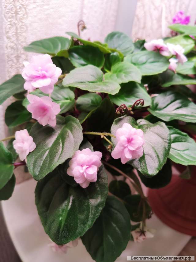 Ампельные фиалки