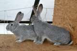 Кроликов породы (Шиншила)