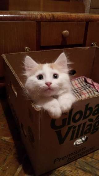 Котенок в добрые руки