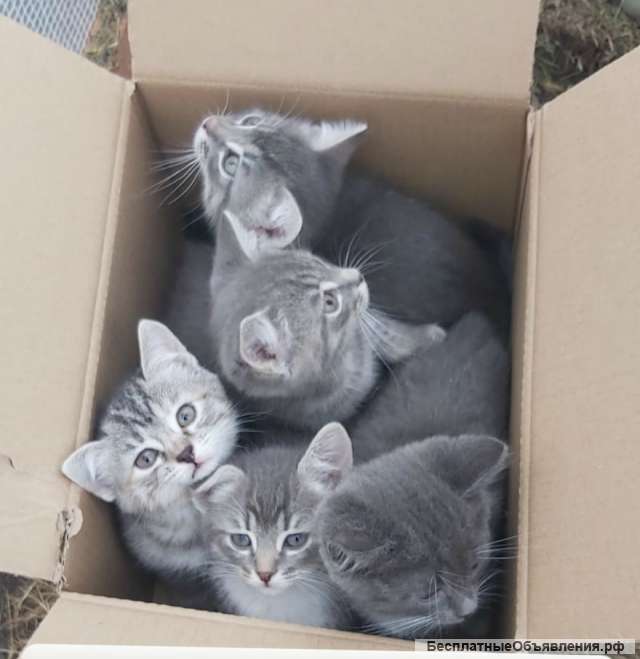 Ищут дом котята метисы британца