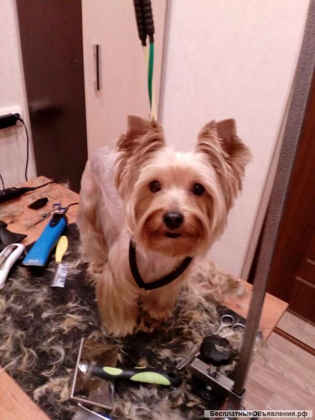 Стрижка собак и кошек