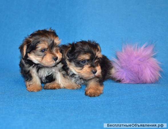 Йоркширского терьера щенки