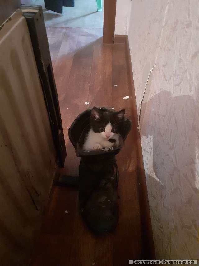 Одам котят в хорошие руки