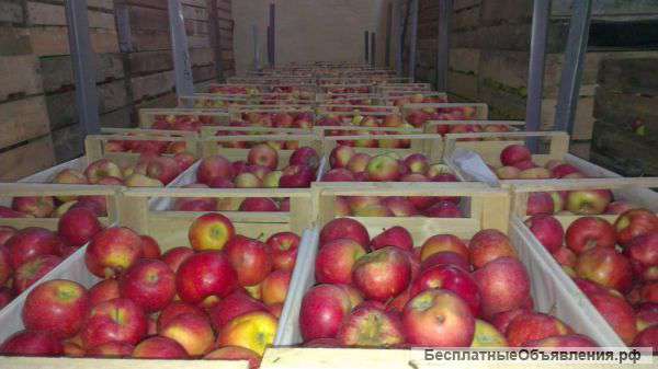 Яблоки оптом