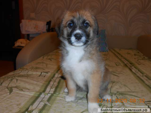 Отдаём щенков даром