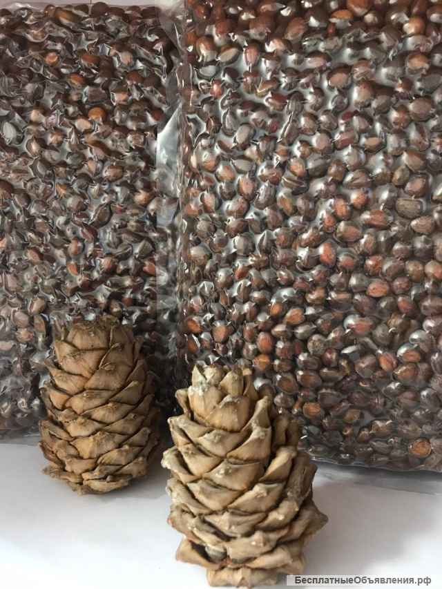 Кедровый орех в скорлупе