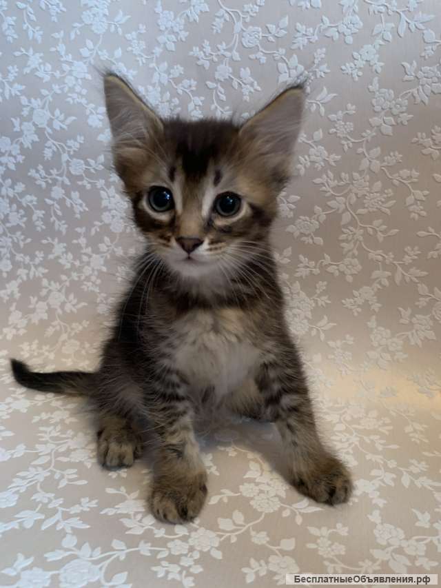 Котёнок от мамы абиссинки