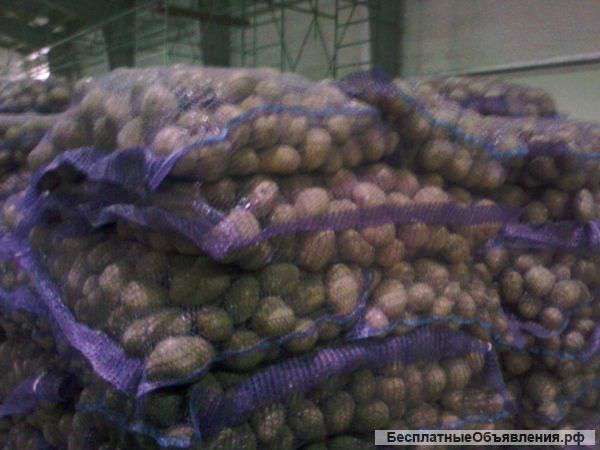 Картофель ОПТОМ, разных сортов, отличного качества