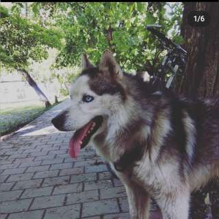 Фотосессия с Хаски