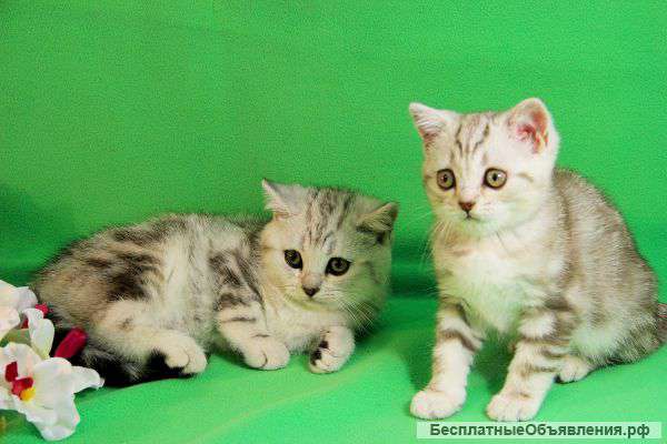 Британские котята