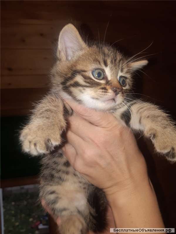 Милые котята ищут семью