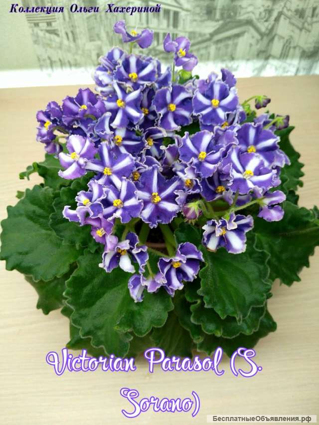 Детки сортовых фиалок