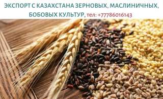 Крупным оптом продаем зерновые, масличные и бобовые культуры, тел. +77786016143