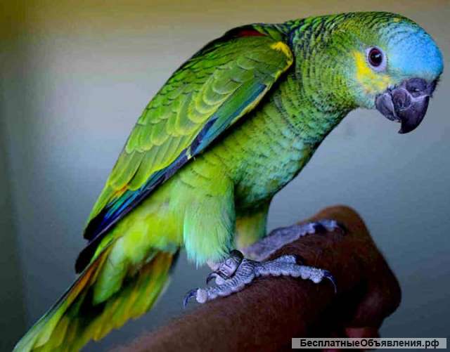 Амазон синелобый