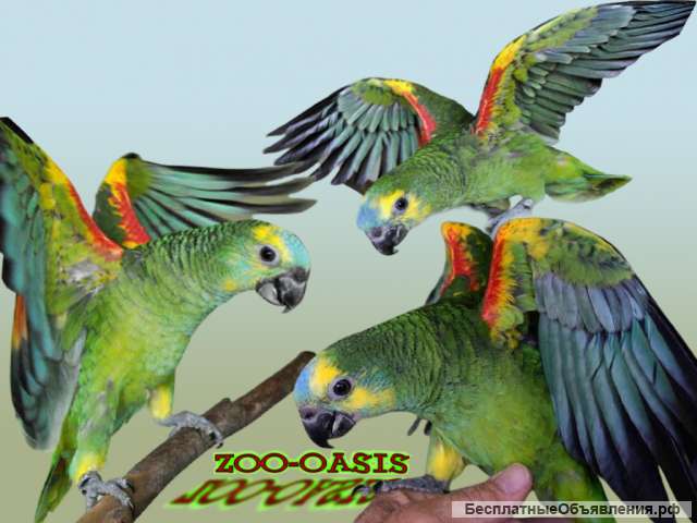 Амазон синелобый