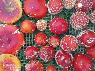 Красный мухомор