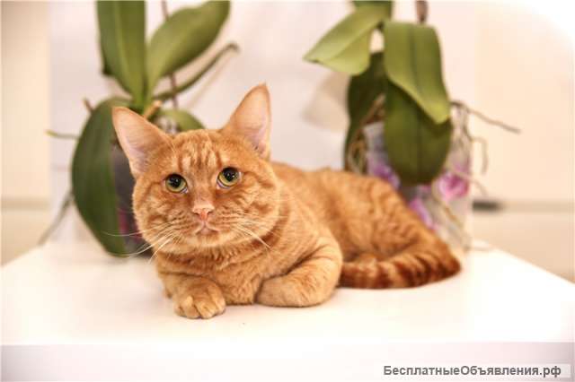 Котик Риддик ищет семью