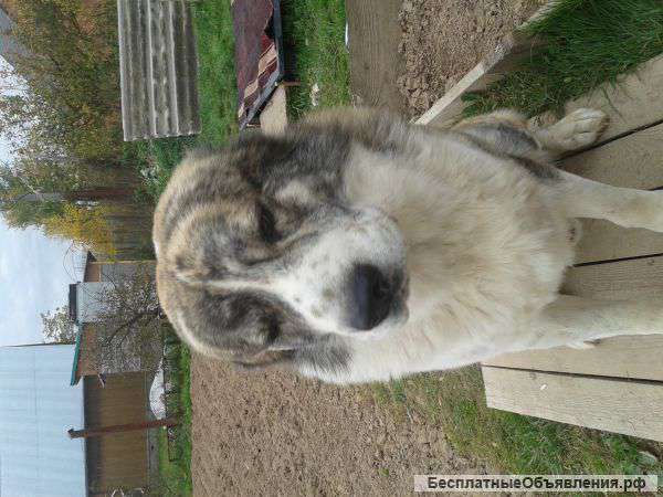 Красивый мальчик Алабая ищет невесту