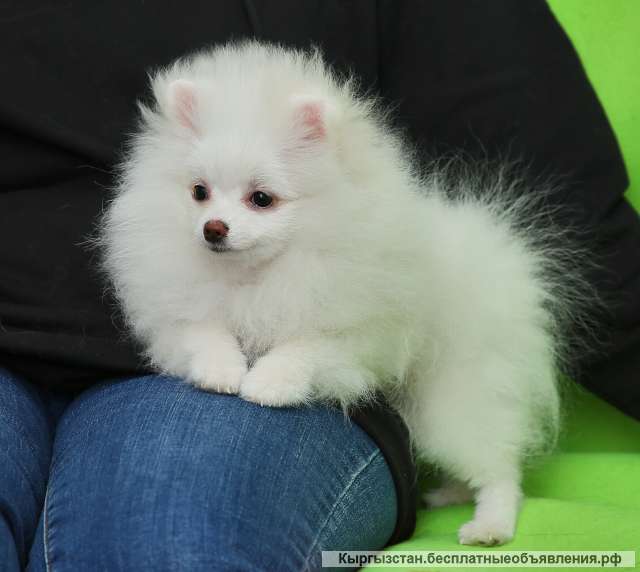 Померанский шпиц