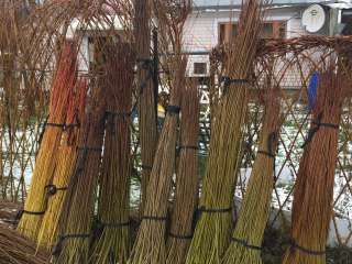 Живой прут ивы для плетения деревьев