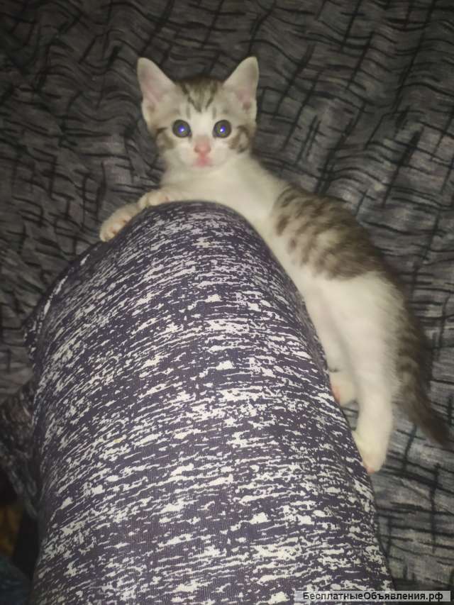 Шотландский котенок девочка