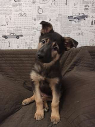 Метис Оззи ищет семью