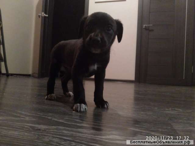 Щенки в добрые руки