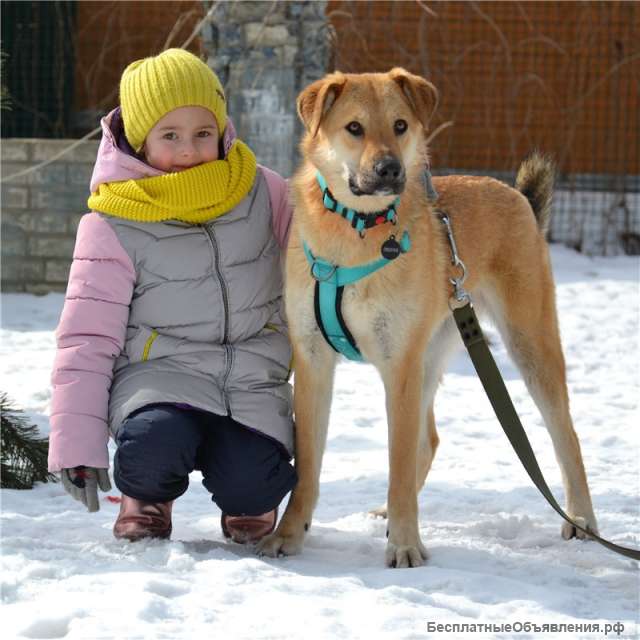 Барабулька ищет дом и любящую семью