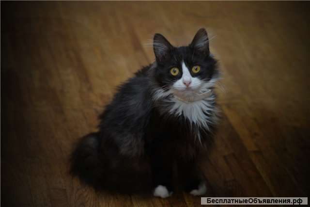 Ищет дом котенок Ксюша