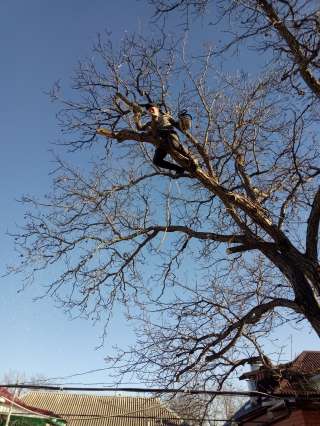 Спил удаление дерева