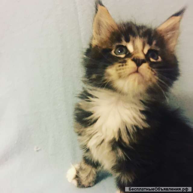 Мейнкун котята с документами