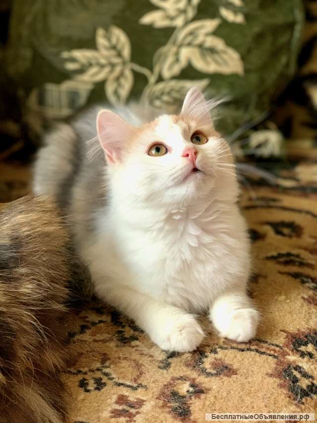 Самая нежная кошечка ищет хозяина