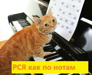 Реклама в Рекламной Сети Яндекса от 1500р. Ручная настройка. Количество заказов ограничено.