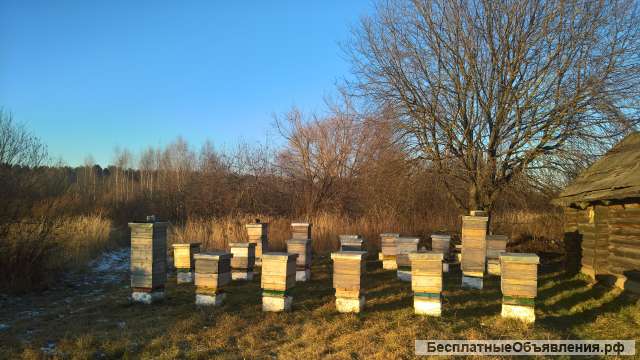 Мёд натуральный без добавок
