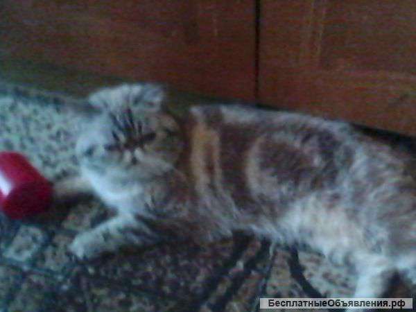 Экзотический Котик