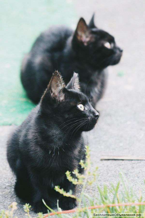 Котята