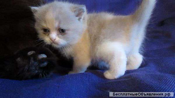 Британские котята