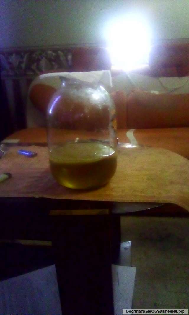 Чайный гриб