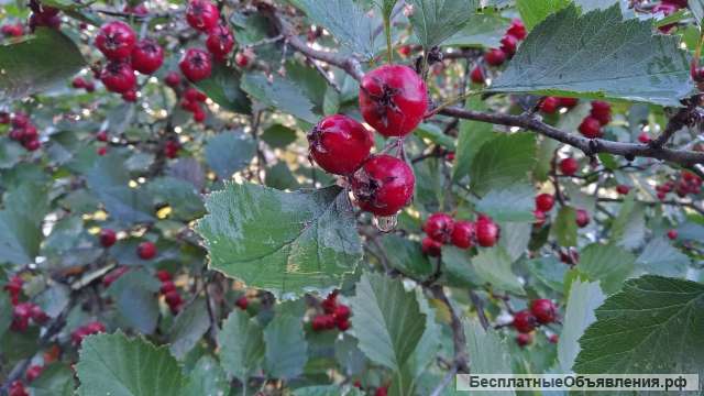 Боярышник, сушеные ягоды, свежий урожай