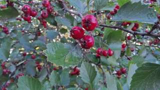 Боярышник, сушеные ягоды, свежий урожай